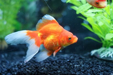 Best Goldfish Food: Here Are The Top 10 Contenders!