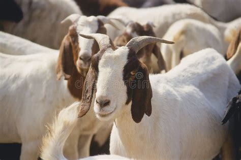 Domestic Goat stock photo. Image of goats, horn, nature - 7393858