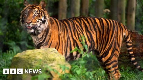 Tiger shot in Paris after roaming streets - BBC News