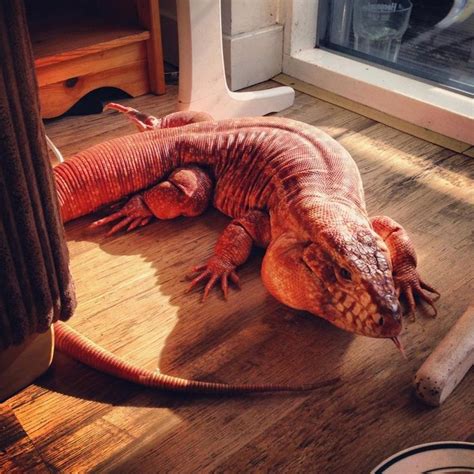 an orange lizard laying on top of a wooden floor next to a glass door and window