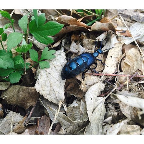 Edit free photo of Beetle,blue,animal,free pictures, free photos ...