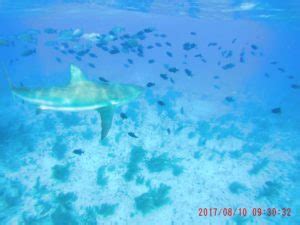 Shark Diving Continues in Bimini - Shark Dive Adventures