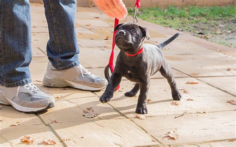 Leash Training a Puppy | How to Train Puppies to Walk on a Leash