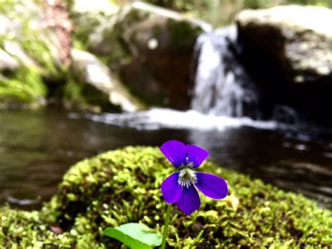 Where to See the Most Beautiful Wildflowers in the Smoky Mountains