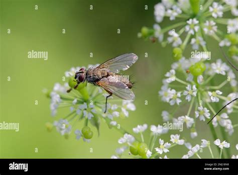 Tachinid fly (Tachinidae sp). Parasitoids of other insects. The larvae ...