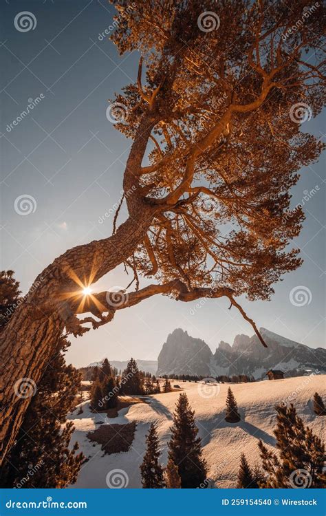 Vertical View of a Beautiful Sunrise on Snowy Hills with Evergreen Trees in South Tyrol Stock ...