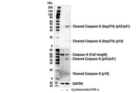 Cleaved Caspase-8 (Asp374) (E6H8S) Rabbit mAb | Cell Signaling Technology