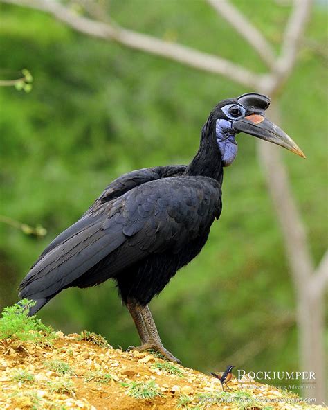 Photo of the Day – The Abyssinian Ground Hornbill (Bucorvus abyssinicus) is an African bird ...