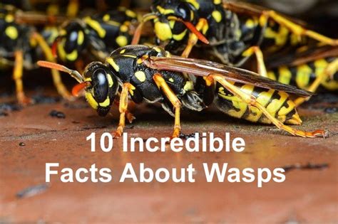 10 Incredible Facts About Wasps | Diamond Pest Control