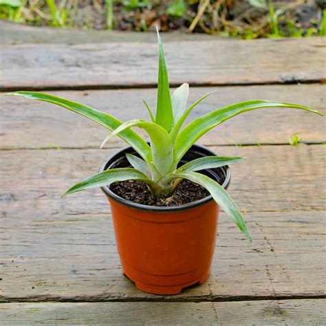 How to Care For a Pineapple Plant (Indoor Houseplant) — Empress of Dirt