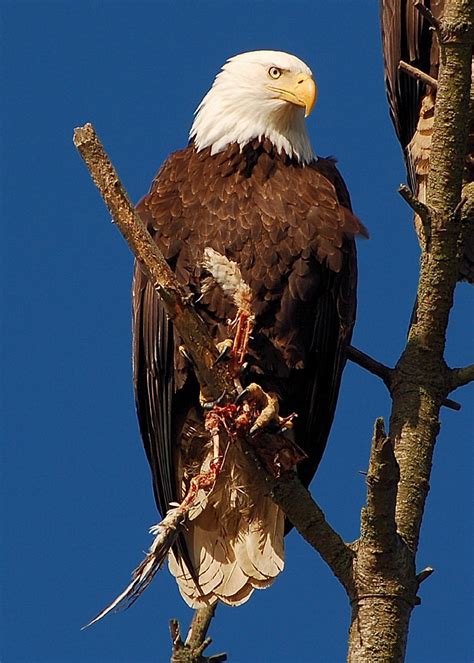 The African Fish Eagle Versus The Bald Eagle | Bald eagle, Animal planet, Eagles