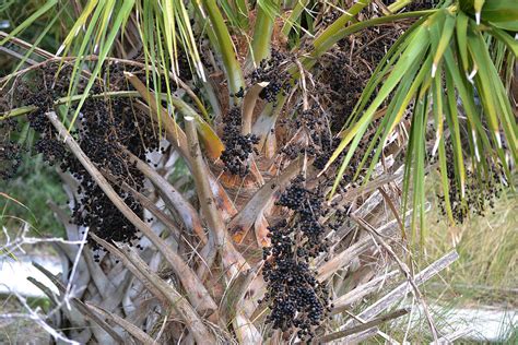 Sabal Palm with Fruit Berries Photograph by Roy Erickson - Fine Art America