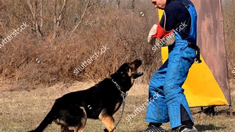 Schutzhund - German Shepherd Trainer - German Choices