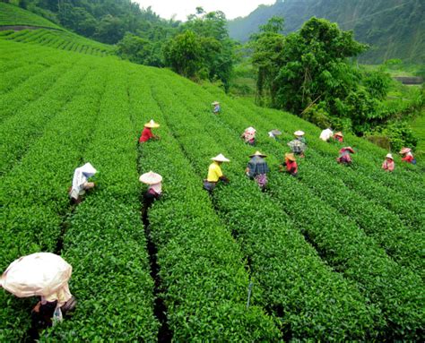 Sikkim Darjeeling – Firuya.com