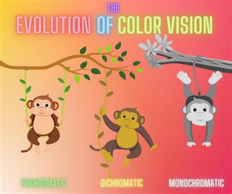 The Evolution of Color Vision - scienceblog