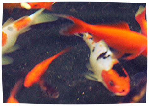 Koi Fish Prices : Biological Science Picture Directory – Pulpbits.net