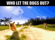 Who Let The Dogs Out GIFs | Tenor