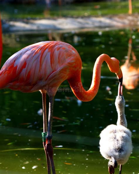 Mother Flamingo Feeding Baby Flamingo Royalty Free Stock Image - Image ...