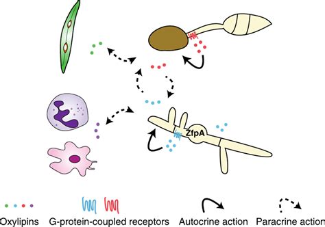 Model of autocrine and paracrine activities of fungal... | Download ...