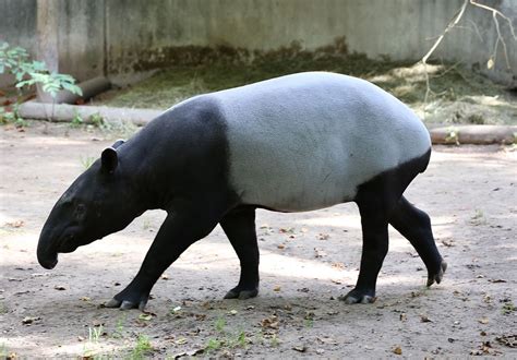 Malayan tapir - Wikipedia