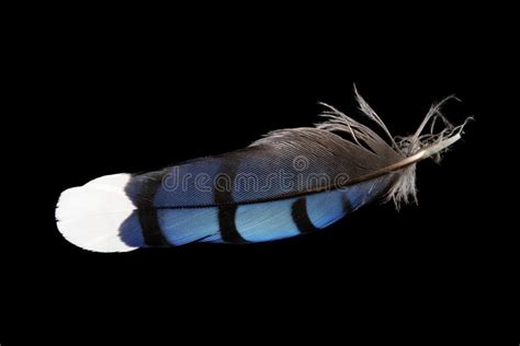 Blue Jay Feathers stock image. Image of white, shaft - 10736203