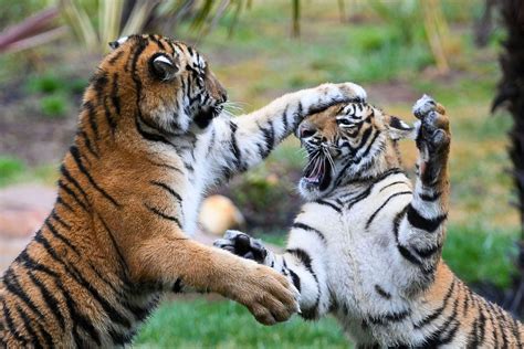 Cutest baby animals from around the world Photos - ABC News