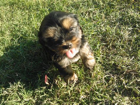 Corkie Puppies! | Puppies, Corkie, Yorkie