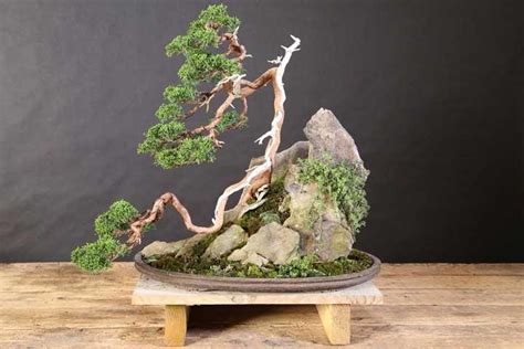 Root on Rock Bonsai – Stone Lantern