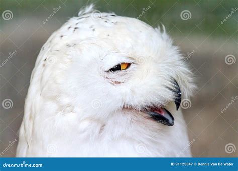 Funny snowy owl stock image. Image of yellow, polar, arctic - 91125347