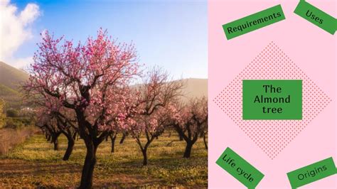 The Almond Tree: Origins, Importance, Uses, and More – Nut Geeks