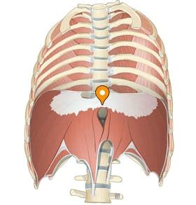 Median arcuate ligament - e-Anatomy - IMAIOS