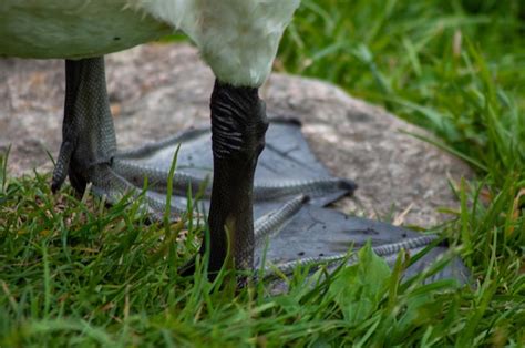 Premium Photo | White swan portrait