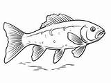 Trout Coloring Page  sketch template