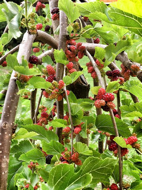 Growing Mulberries: A Complete Guide on How to Plant, Grow, & Harvest ...