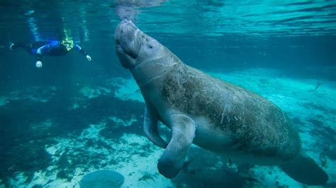 7 Great Spots To See Manatees In Florida Keys