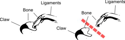 Onychectomy | Cats Wiki | Fandom