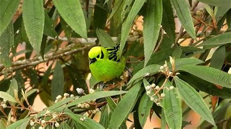 Emerald Tanager feeding on Miconia - El Copal, Costa Rica 2023 - YouTube