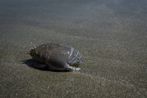 Magnificent Mole Crabs on the West Coast! - Island Nature