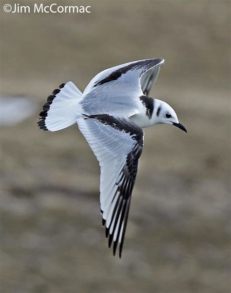 Ohio Birds and Biodiversity: Black-legged Kittiwake in central Ohio!