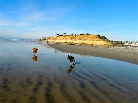 Del Mar Dog Beach - Pets - Del Mar, CA - Yelp