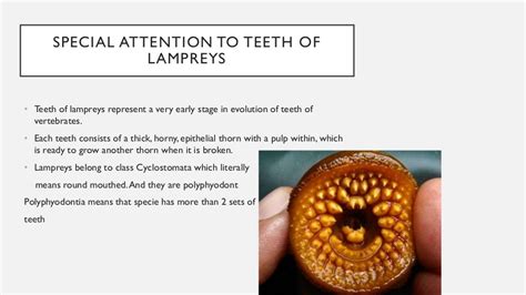 Evolution of teeth in vertebrates