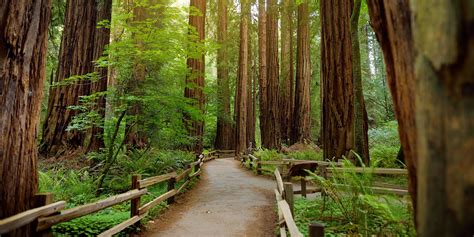 How to Beat the Crowds at Muir Woods | Via | Muir woods national monument, Cheap places to ...