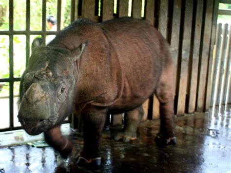 This Bornean rhino (Dicerorhinus sumatrensis harrissoni), Tam, is a captive individual ...