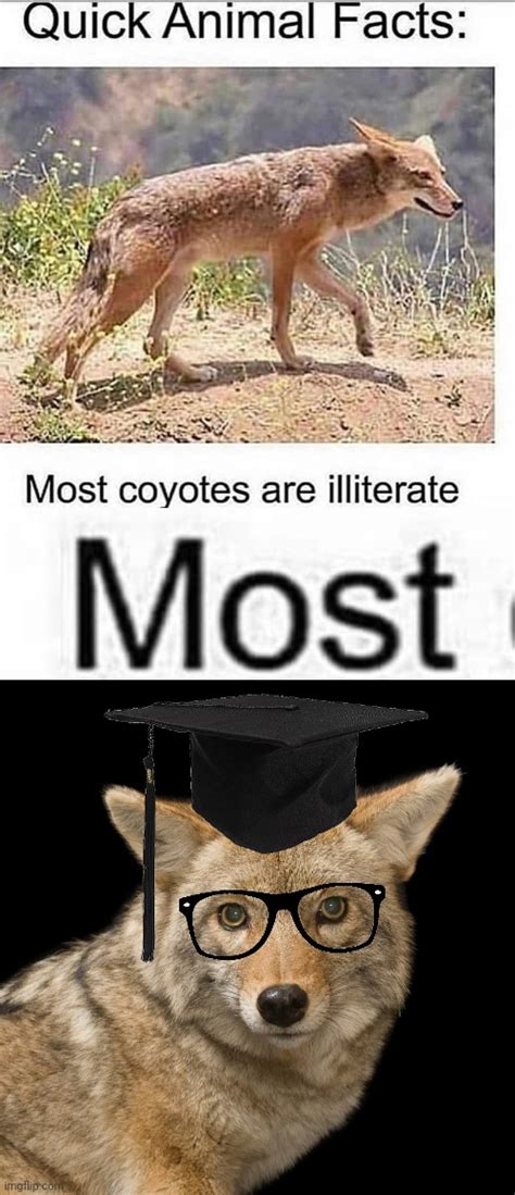 Dr Coyote : r/memes