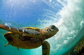 Turtles in Tsunami - Welcome To Our Webpage