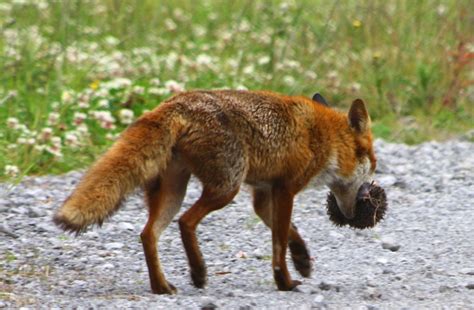 European Hedgehog Mortality - Predators | Wildlife Online