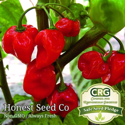 Red Habanero Pepper Seeds Caribbean - Honest Seed Co.