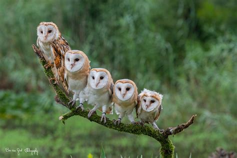 Family of Barn Owls - a photo on Flickriver