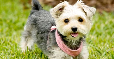 What is a Morkie Poo? Find Facts, Grooming, Training & Price