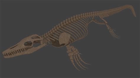 Mosasaurus skeleton by Maxblok59 on DeviantArt